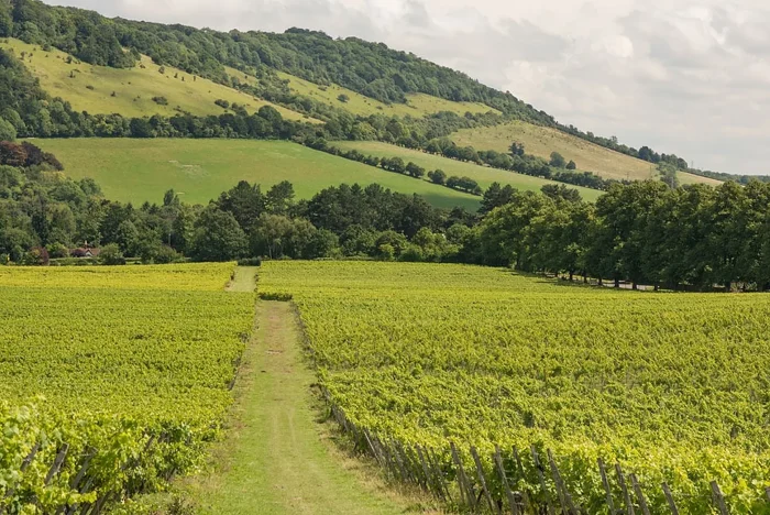 Box Hill seen from Denbies Vineyard, Surrey