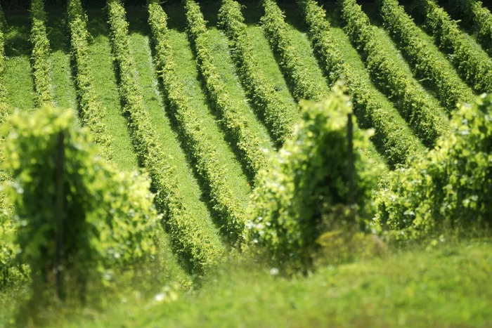 Denbies Vineyard, Surrey