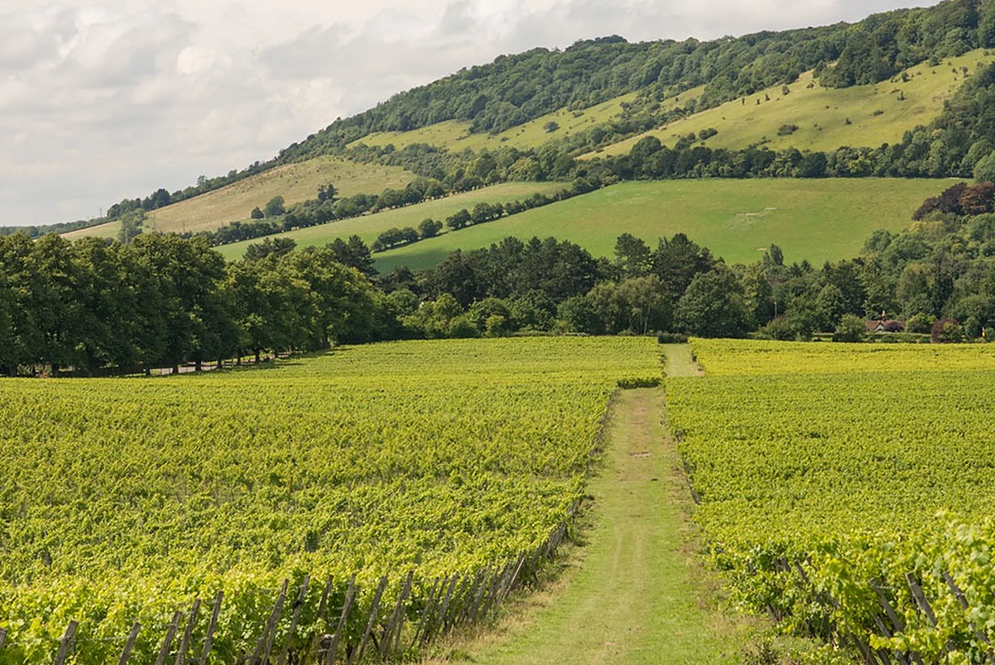 Denbies Wine Estate, Surrey