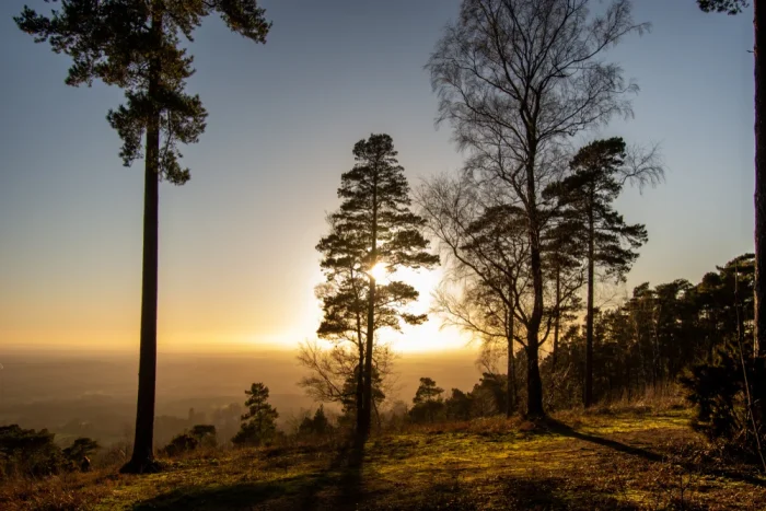 The Surrey Hills in evening light