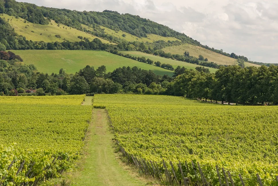 Box Hill seen from Denbies Vineyard, Surrey