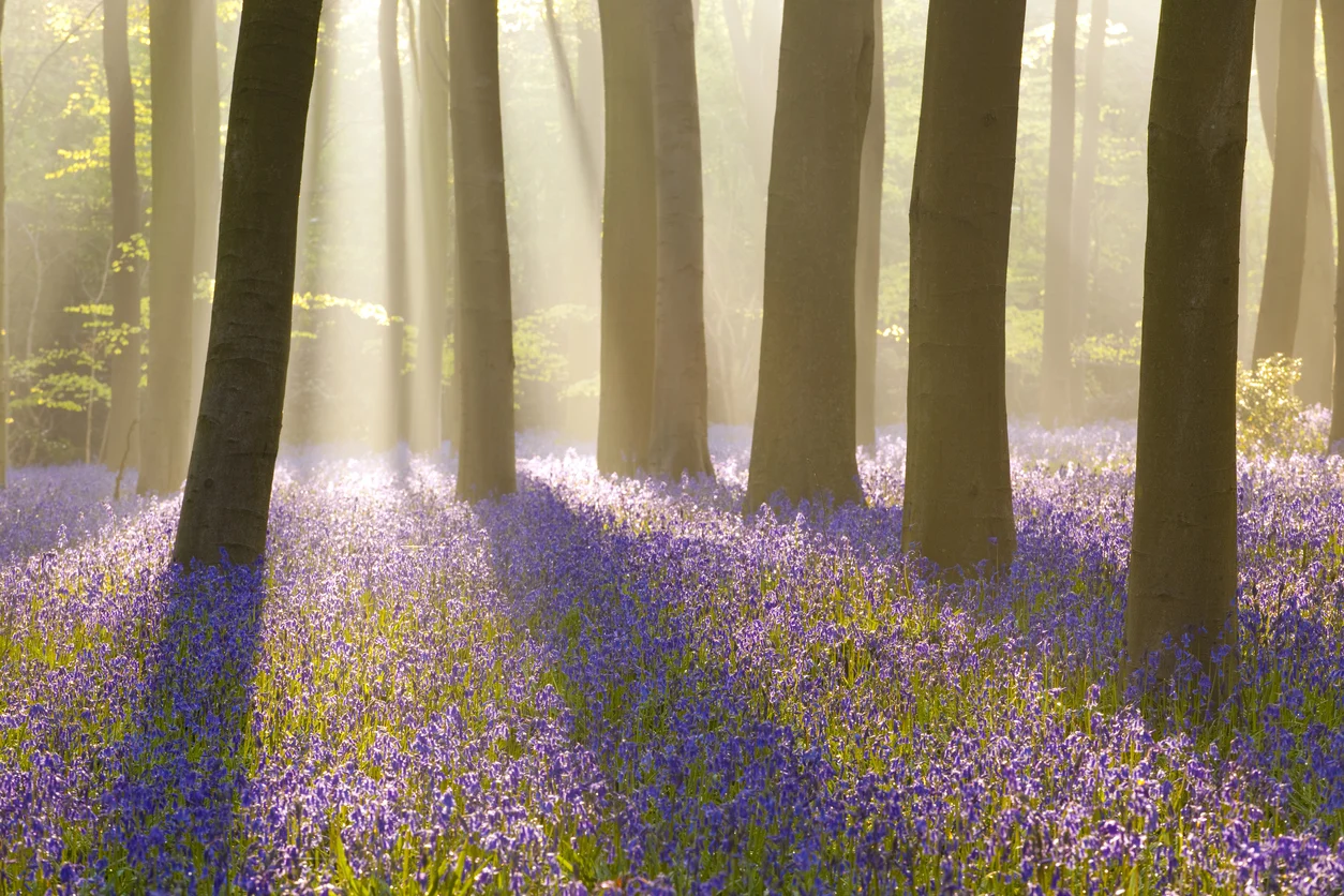 Surrey woodlands